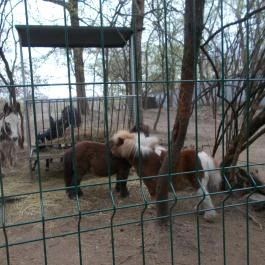 Szigethalmi Családi Vadaspark Szigethalom - Egyéb