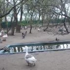 Szigethalmi Családi Vadaspark Szigethalom - Egyéb