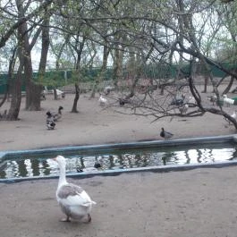 Szigethalmi Családi Vadaspark Szigethalom - Egyéb