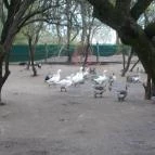 Szigethalmi Családi Vadaspark Szigethalom - Egyéb