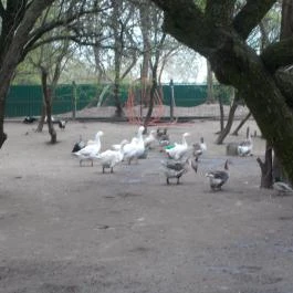 Szigethalmi Családi Vadaspark Szigethalom - Egyéb