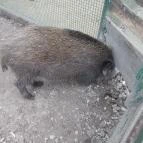 Szigethalmi Családi Vadaspark Szigethalom - Egyéb