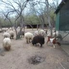 Szigethalmi Családi Vadaspark Szigethalom - Egyéb