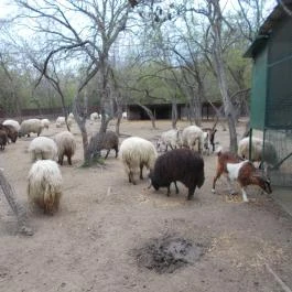 Szigethalmi Családi Vadaspark Szigethalom - Egyéb