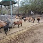 Szigethalmi Családi Vadaspark Szigethalom - Egyéb