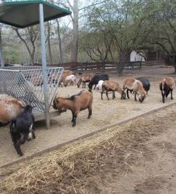 4. legjobb látnivaló: Szigethalmi Családi Vadaspark