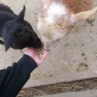 Szigethalmi Családi Vadaspark Szigethalom - Egyéb