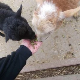 Szigethalmi Családi Vadaspark Szigethalom - Egyéb