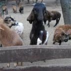 Szigethalmi Családi Vadaspark Szigethalom - Egyéb