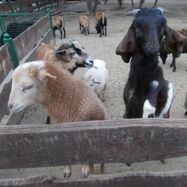 Szigethalmi Családi Vadaspark Szigethalom - Egyéb