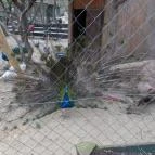 Szigethalmi Családi Vadaspark Szigethalom - Egyéb