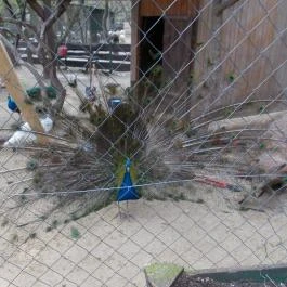 Szigethalmi Családi Vadaspark Szigethalom - Egyéb