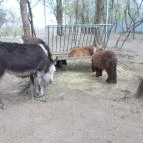 Szigethalmi Családi Vadaspark Szigethalom - Egyéb