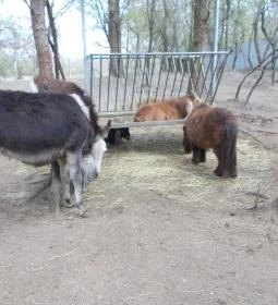 Szigethalmi Családi Vadaspark