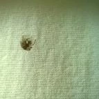 Erdész-tó Vendégház Ravazd - Belső