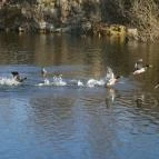 Bányató Vendéglő Székesfehérvár - Egyéb