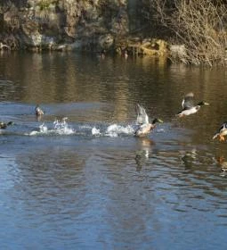 Bányató Vendéglő