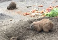 Fővárosi Állat- és Növénykert Budapest