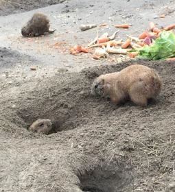 Fővárosi Állat- és Növénykert