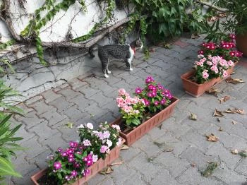 Tiffán's Panzió Villány