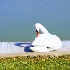 Velence Resort & Spa Velence - Egyéb