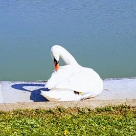 Velence Resort & Spa, Velence - Egyéb