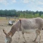 Richter Safari Park Nagykőrös - Egyéb