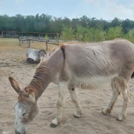 Richter Safari Park Nagykőrös - Egyéb