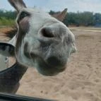 Richter Safari Park Nagykőrös - Egyéb