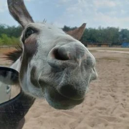 Richter Safari Park Nagykőrös - Egyéb