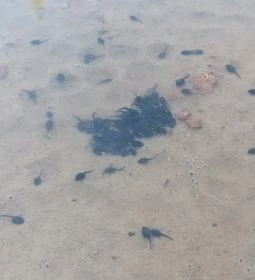 Gánti Bauxitföldtani Park