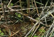 Tisza-tavi Vízi Sétány és Tanösvény Poroszló