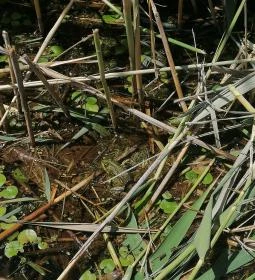 Tisza-tavi Vízi Sétány és Tanösvény