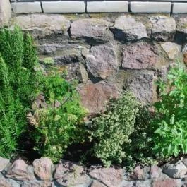 Jakab-hegy Vendégház Cserkút - Medence/kert