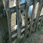 Puchner Kastélyszálló Bikal - Környék