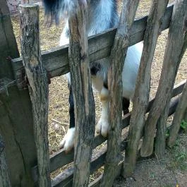 Puchner Kastélyszálló, Bikal - Környék