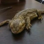 Zoocafé Budapest - Belső