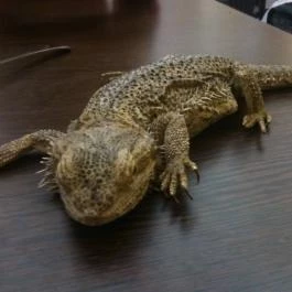 Zoocafé, Budapest - Belső