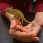 Zoocafé Budapest - Egyéb