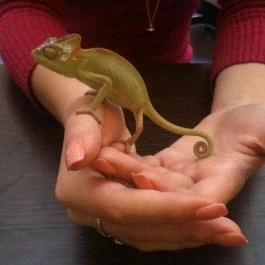 Zoocafé, Budapest - Egyéb