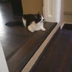 Zoocafé Budapest - Belső