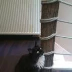 Zoocafé Budapest - Egyéb