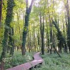 Égerösvény Zalakaros Zalakaros - Egyéb