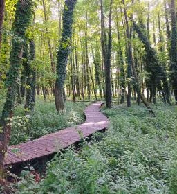 Égerösvény Zalakaros