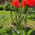 Belenus Thermalhotel Superior Zalakaros - Egyéb