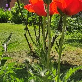 Belenus Thermalhotel Superior Zalakaros - Egyéb