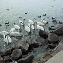 Danubius Hotel Annabella Balatonfüred - Környék