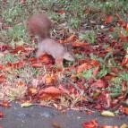 Hungária Panzió Miskolctapolca - Egyéb