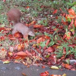 Hungária Panzió, Miskolctapolca - Egyéb