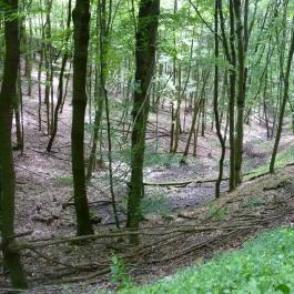 Szent Orbán Erdei Wellness Hotel Kóspallag - Környék